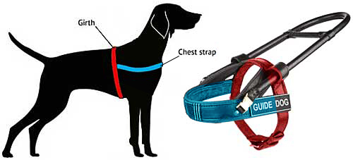 how to measure muzzle