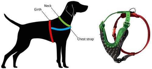 How to measure dog harness