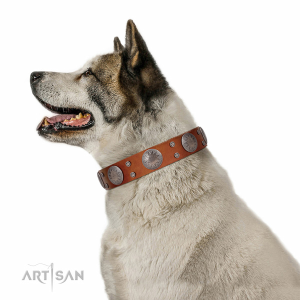 Extraordinary walking tan leather Akita Inu collar with chic decorations