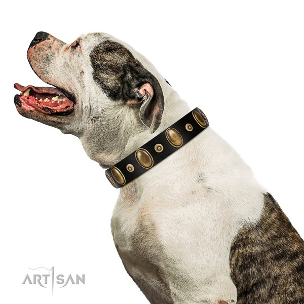 First-class Black Leather American Bulldog Collar for Comfortable Walks