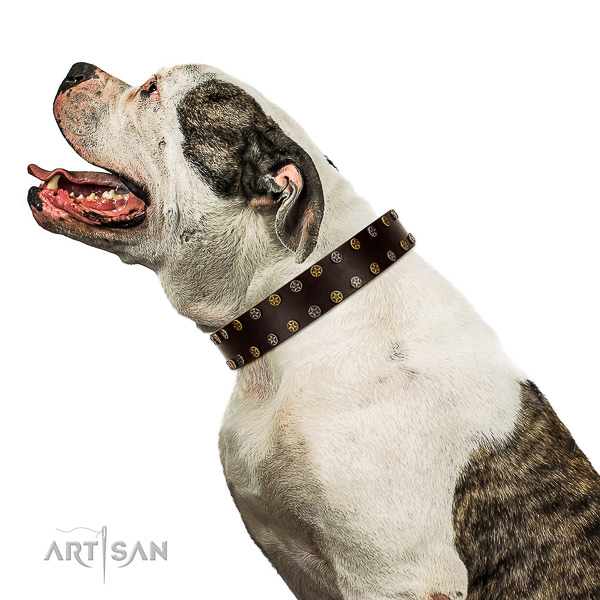 Decorated leather American Bulldog collar for comfortable walking