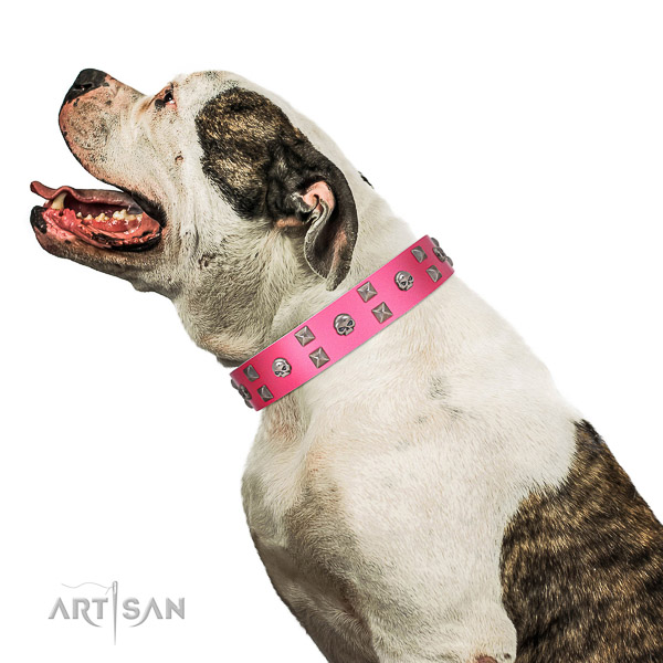 Extraordinary walking pink leather American Bulldog collar with chic decorations