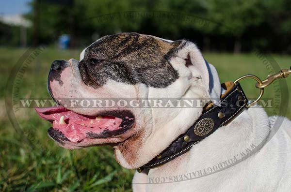 American Bulldog Collar Braided