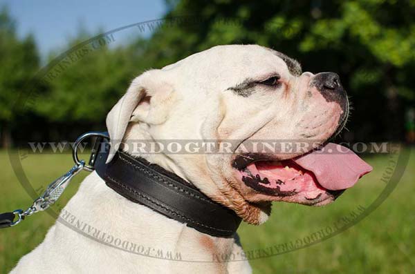 American Bulldog Collar Padded Safe Materials