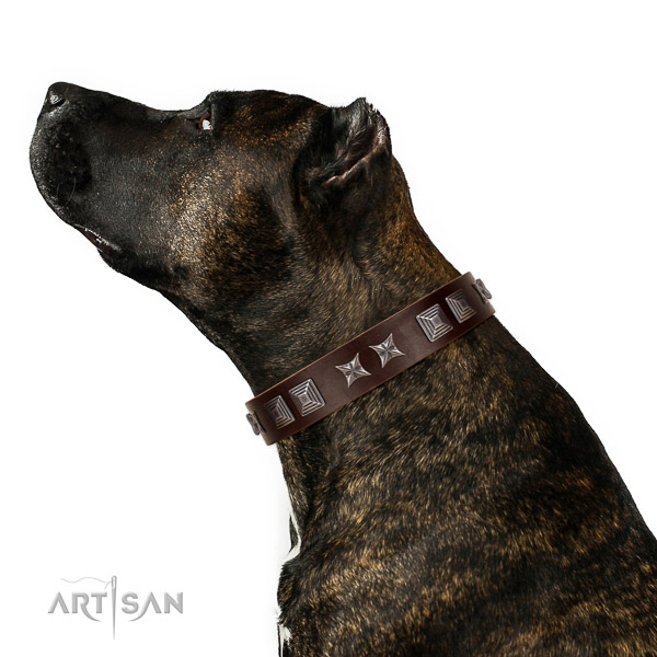 Extraordinary walking brown leather Amstaff collar with modern decorations