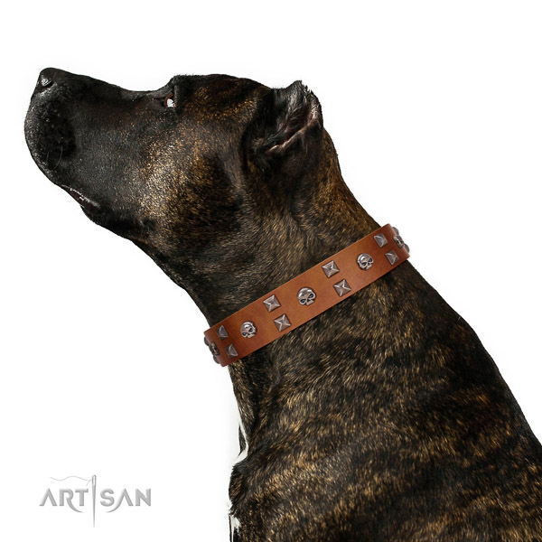 Walking top-notch quality walking leather Amstaff collar