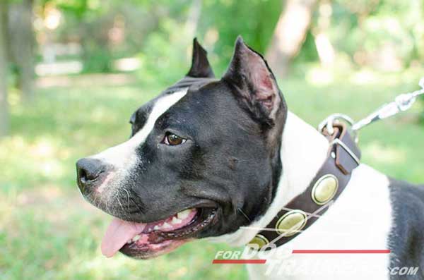 Amstaff Collar Leather Handcrafted Walking Dog Gear