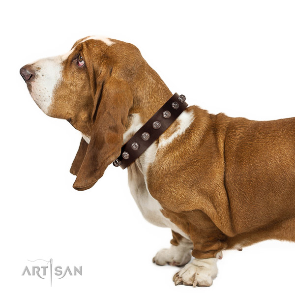 Walking leather Basset Hound collar of premium quality