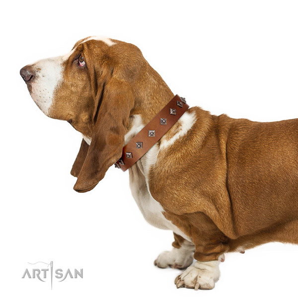 Extraordinary walking tan leather Basset Hound collar with chic decorations