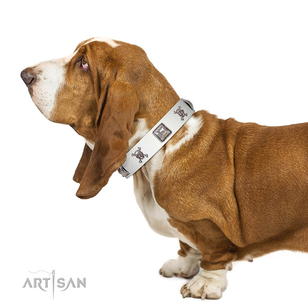 Remarkable walking white leather Basset Hound collar with chic decorations