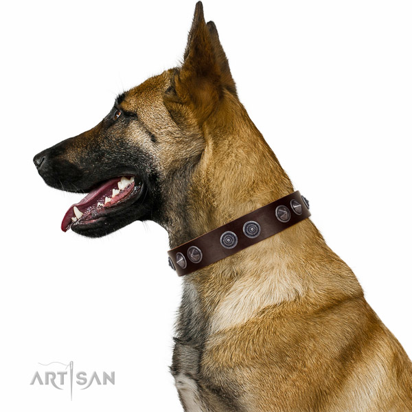 Extraordinary walking Brown leather Belgian-Malinois collar with chic decorations