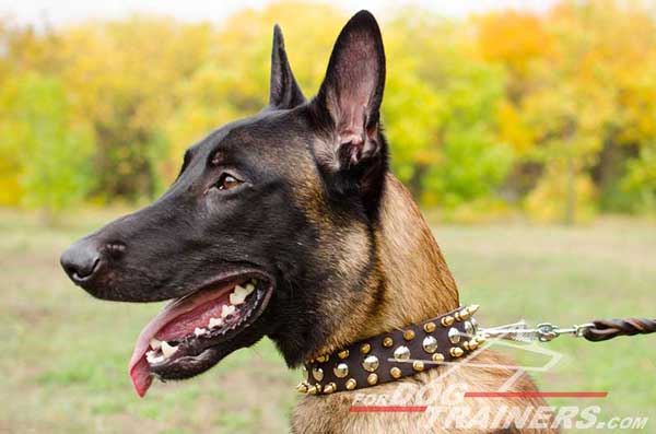 Designer Leather Belgian Malinois Collar 