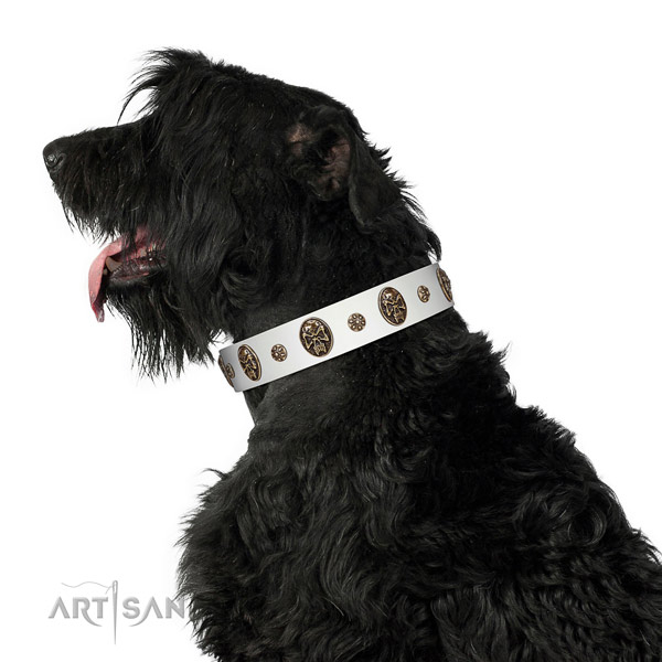 Wonderful Black Russian Terrier Artisan leather collar for better control