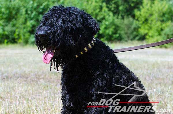 Leather Black Russian Terrier Collar Brass Plates Decorated