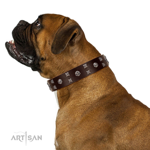 Handmade walking leather Boxer collar