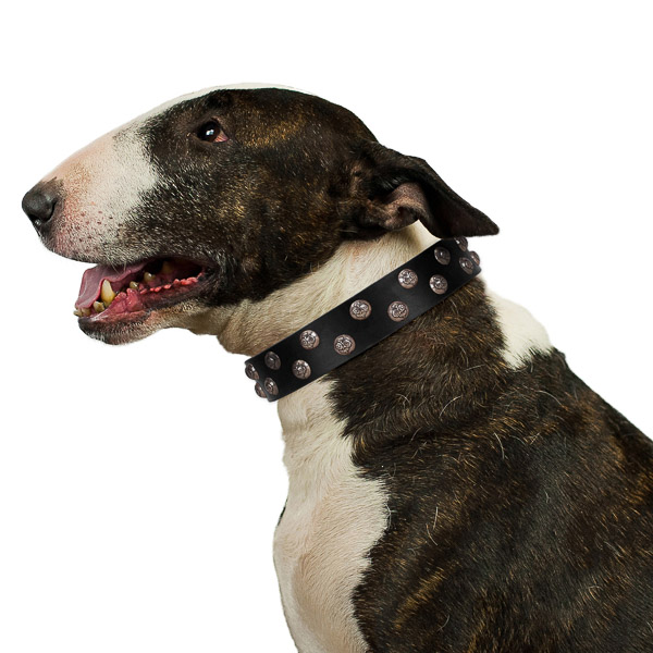 Comfortable walking leather Bull Terrier collar with studs