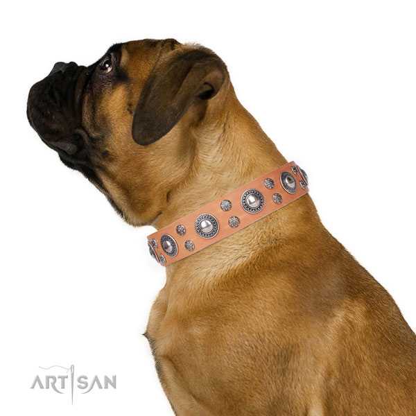 Bullmastiff extraordinary full grain leather dog collar with studs