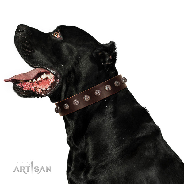 Extraordinary walking brown leather Cane Corso collar with modern decorations