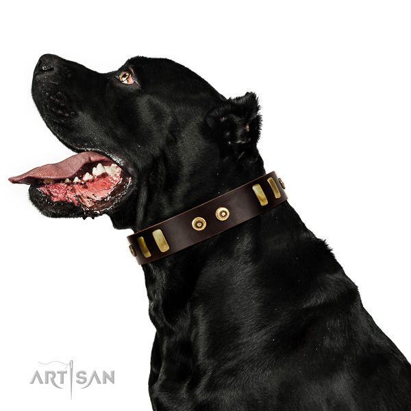 Extraordinary walking leather Cane Corso collar