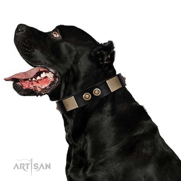 Nono-toxic and safe leather Cane Corso collar