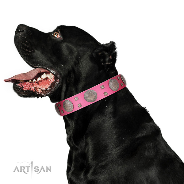 Extraordinary walking pink leather Cane Corso collar with chic decorations