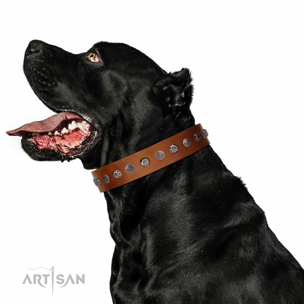 Walking top-notch quality walking leather Cane Corso collar