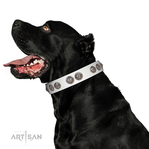 Designer white leather Cane Corso collar