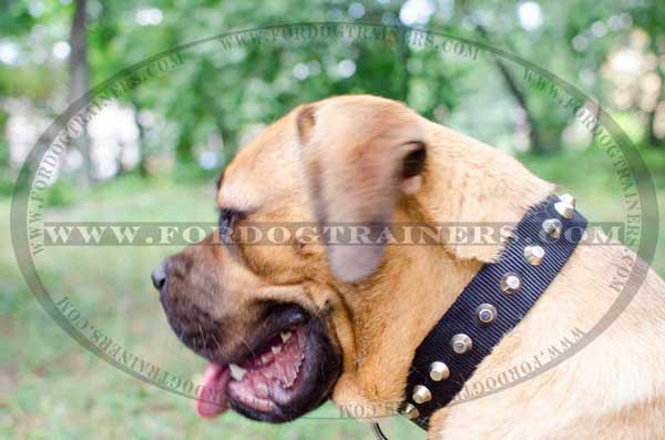 Cane Corso nylon decorative collar