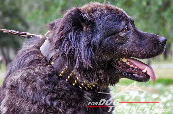 Wide Leather Caucasian Shepherd Collar