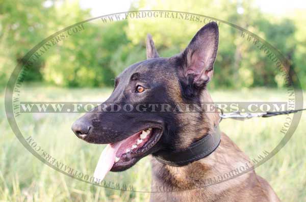 Belgian Malinois Padded Leather Collar