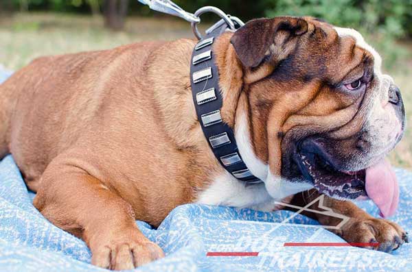 English Bulldog Decorated Collar of Leather