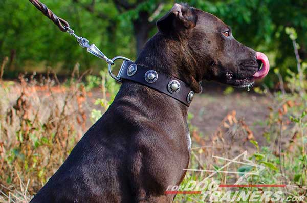 Decorated leather collar with silver conchos for Pitbull