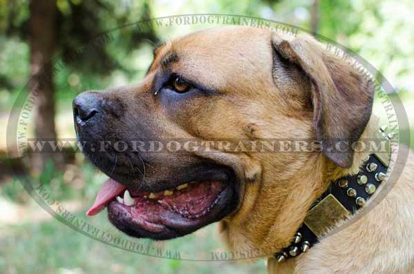 Cane Corso Collar with studs spikes plates