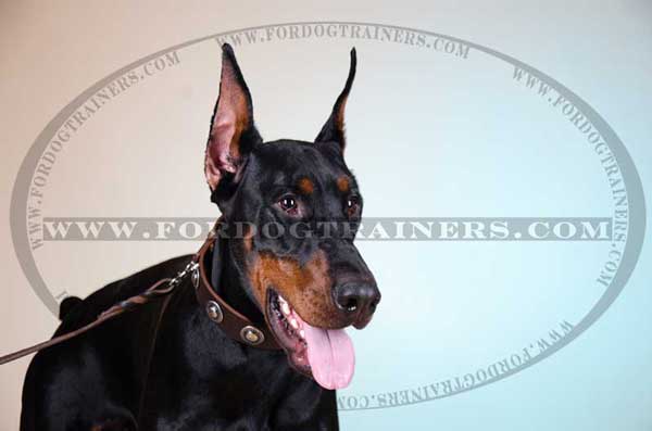 Wide Leather Doberman Collar