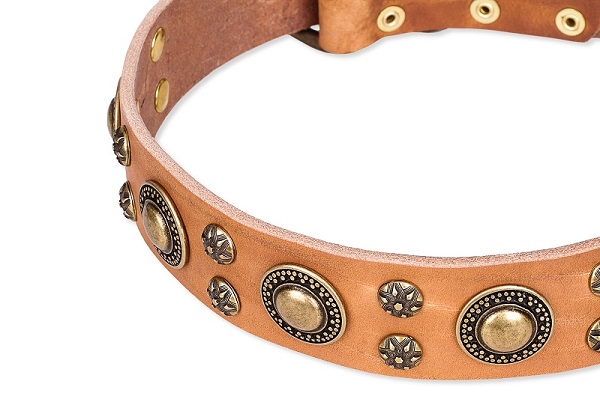 Top Quality Dog Collar with Half-Ball Studs