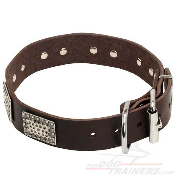 Plated Strap Dog Collar