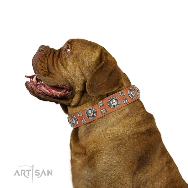 Extraordinary walking leather Dogue de Bordeaux collar with chic decorations