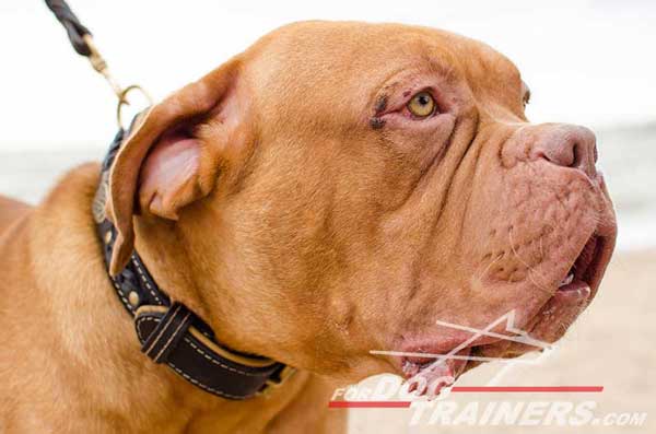 Dogue de Bordeaux Collar Braided Strap