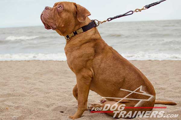 Quality Leather Dogue de Bordeaux Collar