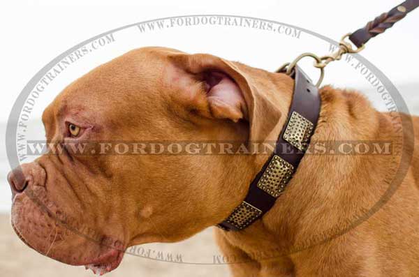 Decorated Dogue-de-Bordeaux collar