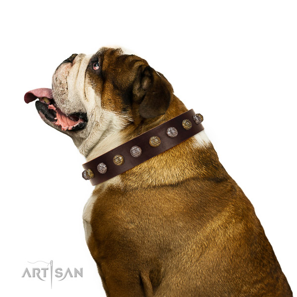 Natural Leather English Bulldog Collar with Incredible Adornments