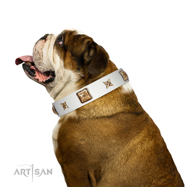 Premium quality English Bulldog Artisan leather collar for comfortable wear