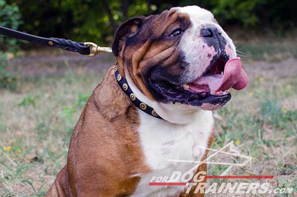 Adjustable Leather English Bulldog Collar