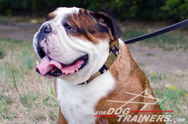 Walking Leather English Bulldog Collar