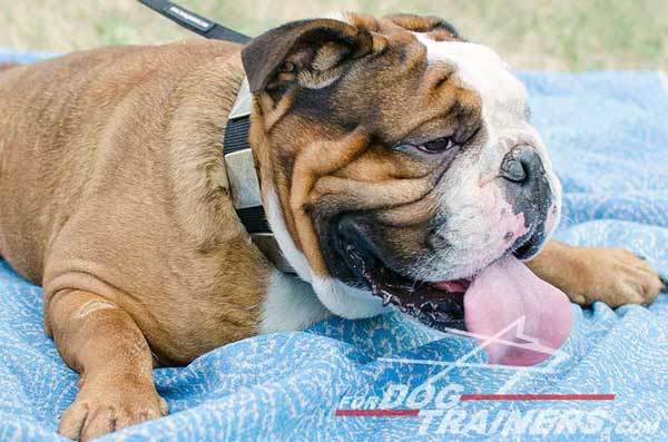 Nylon English Bulldog Collar