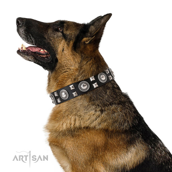 Extraordinary walking leather German Shepherd collar with chic decorations