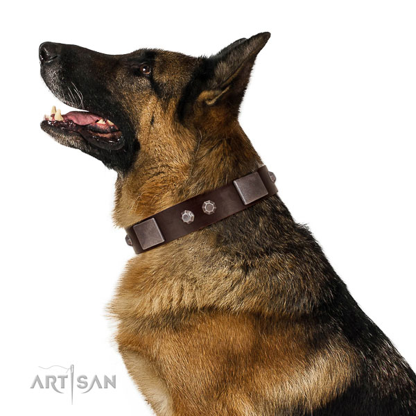 Stylish walking leather German Shepherd Dog collar