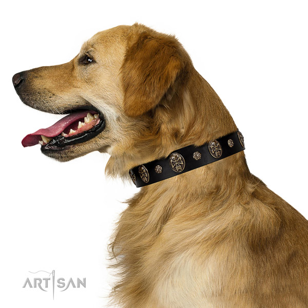 Golden Retriever Artisan leather collar for stylish walking