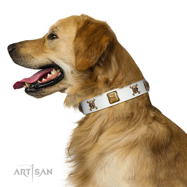 Designer white leather Golden Retriever collar has amazing look