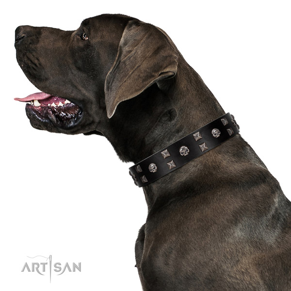 Walking leather Great Dane collar